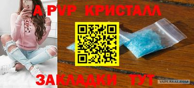 спайс Кингисепп